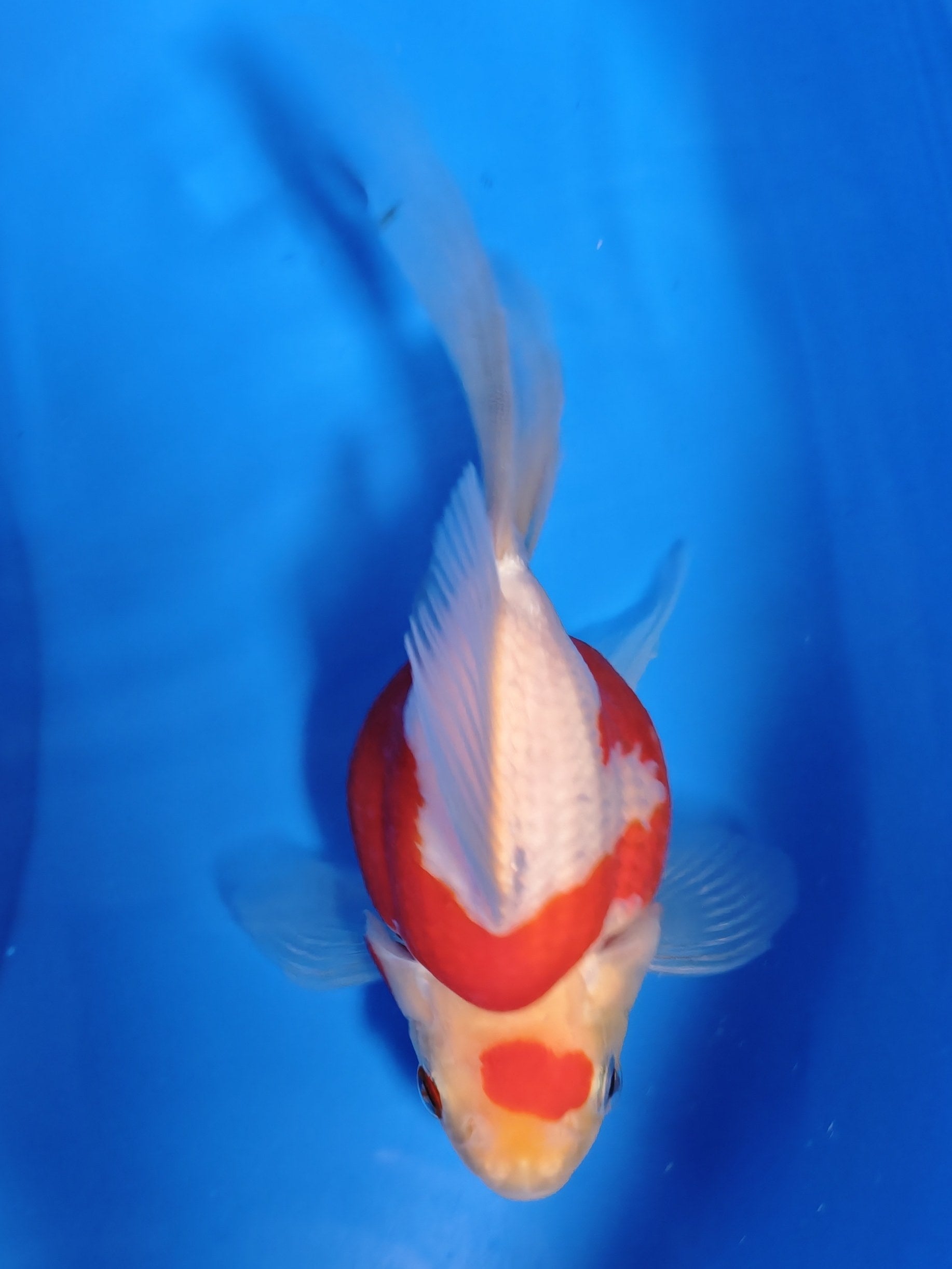 Koi fish for sale — 15 cm Kaneko Tamasaba at ChampKoi