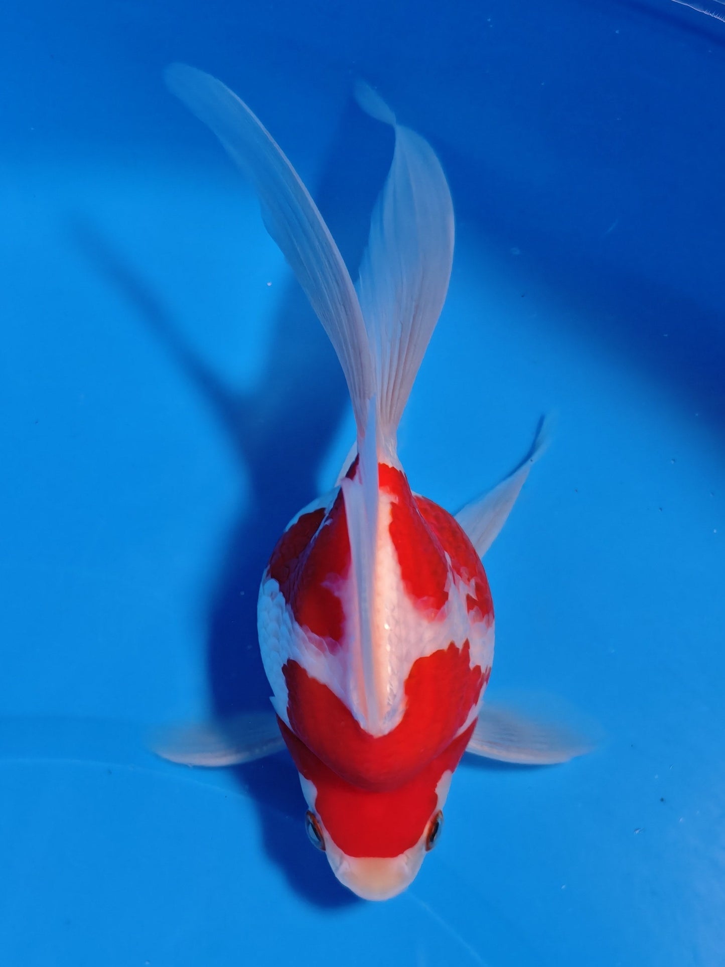 Koi fish for sale — 15 cm Kaneko Tamasaba at ChampKoi