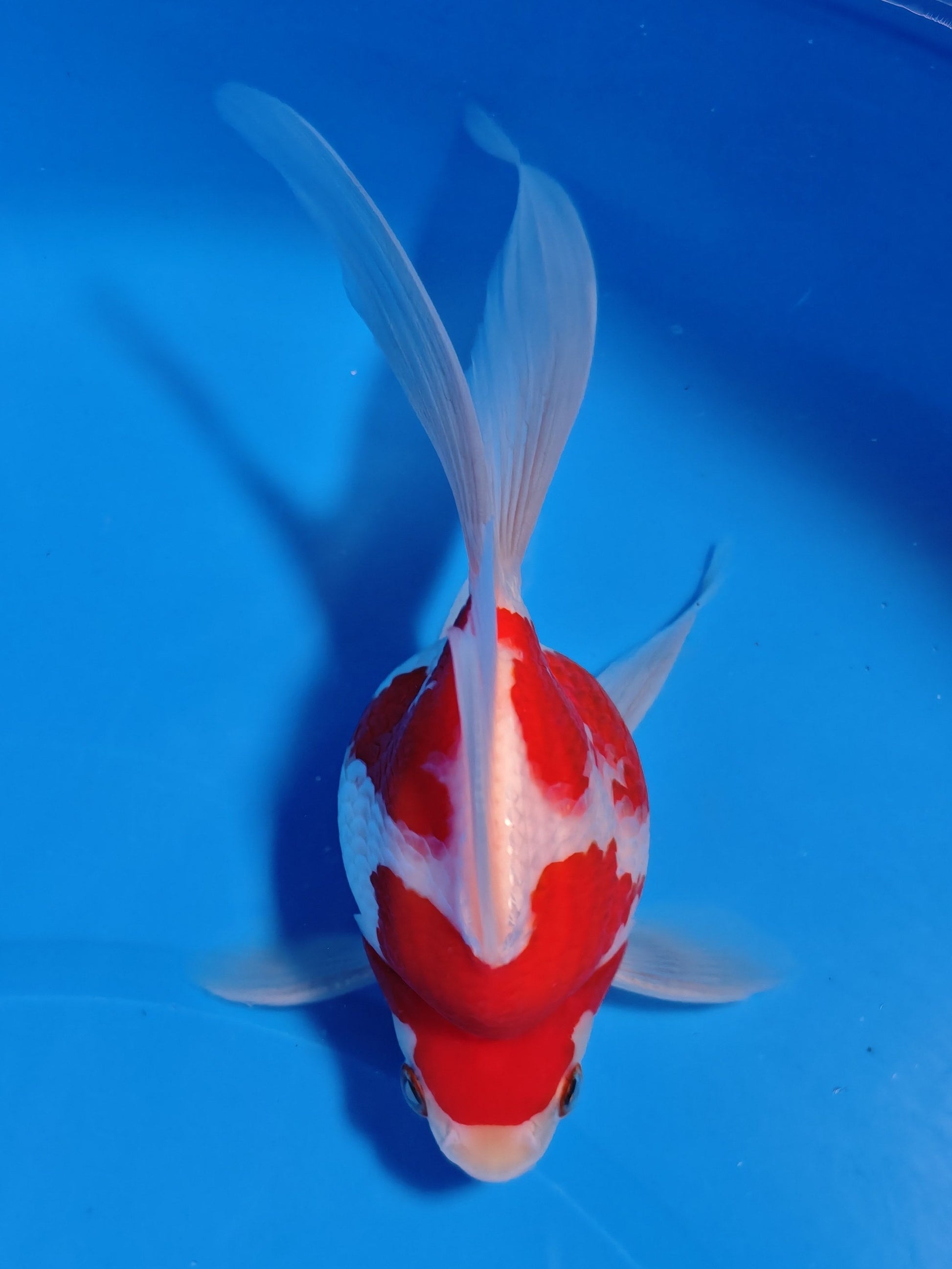 Koi fish for sale — 15 cm Kaneko Tamasaba at ChampKoi