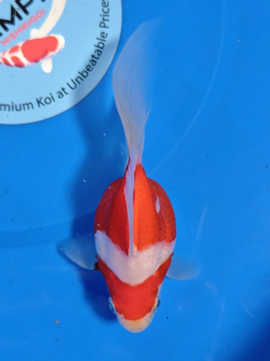 Koi fish for sale — 15 cm Kaneko Tamasaba at ChampKoi