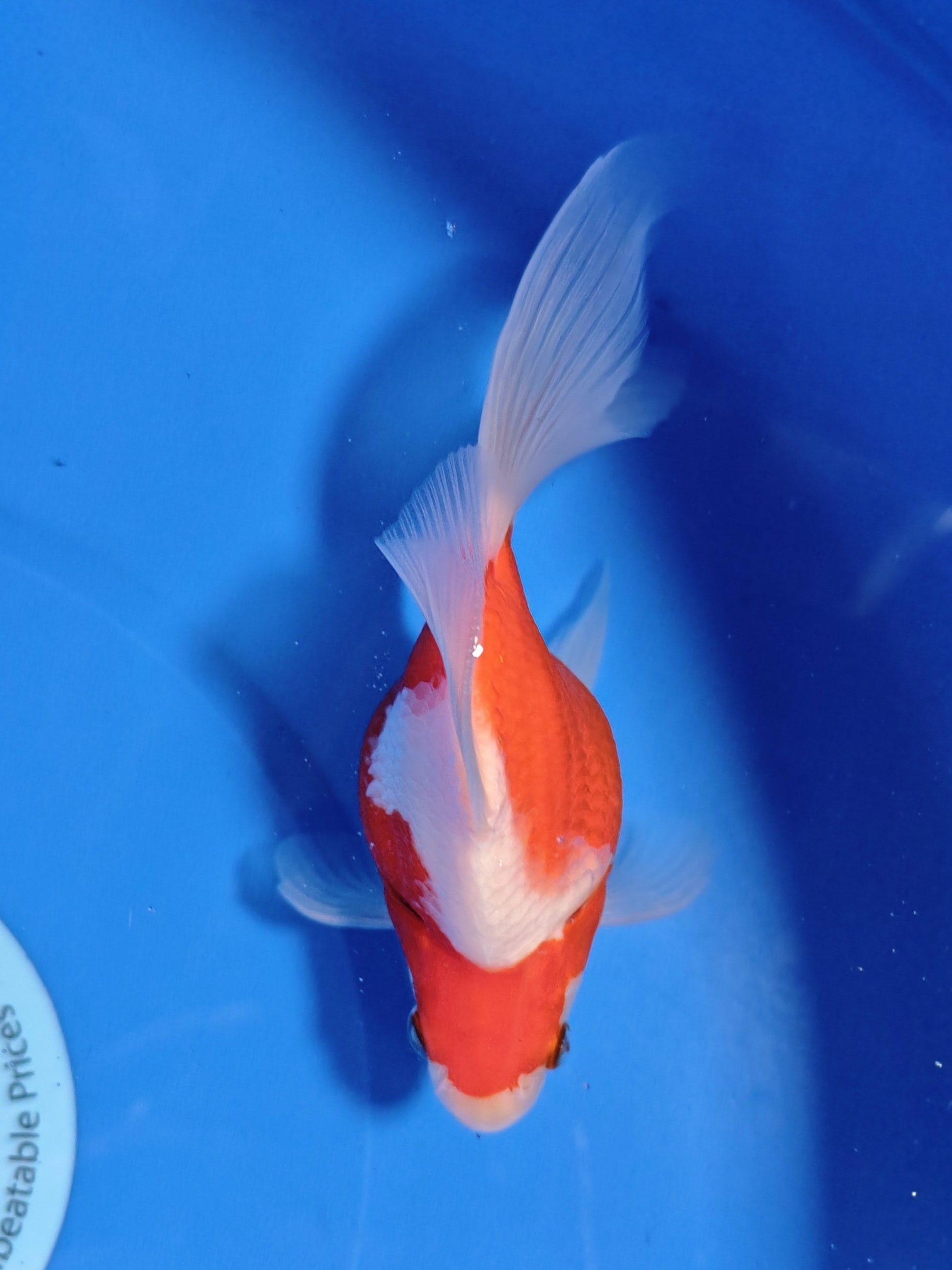 Koi fish for sale — 15 cm Kaneko Tamasaba at ChampKoi