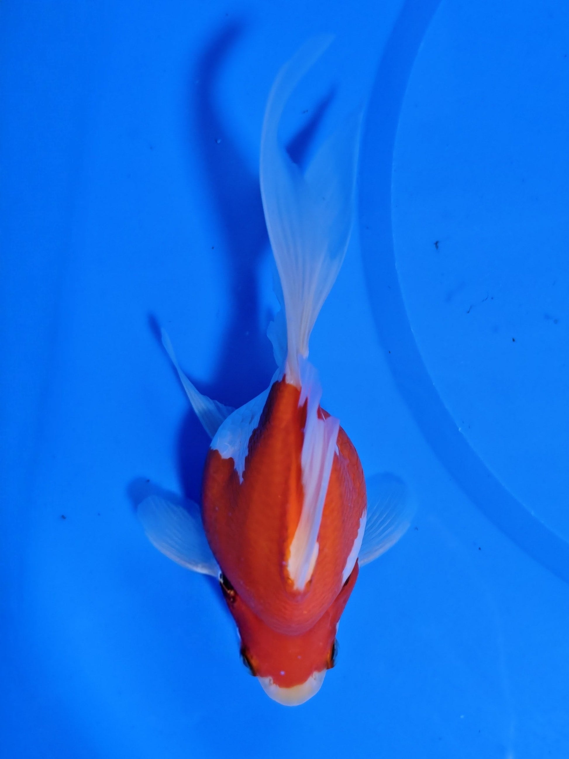 Koi fish for sale — 15 cm Kaneko Tamasaba at ChampKoi
