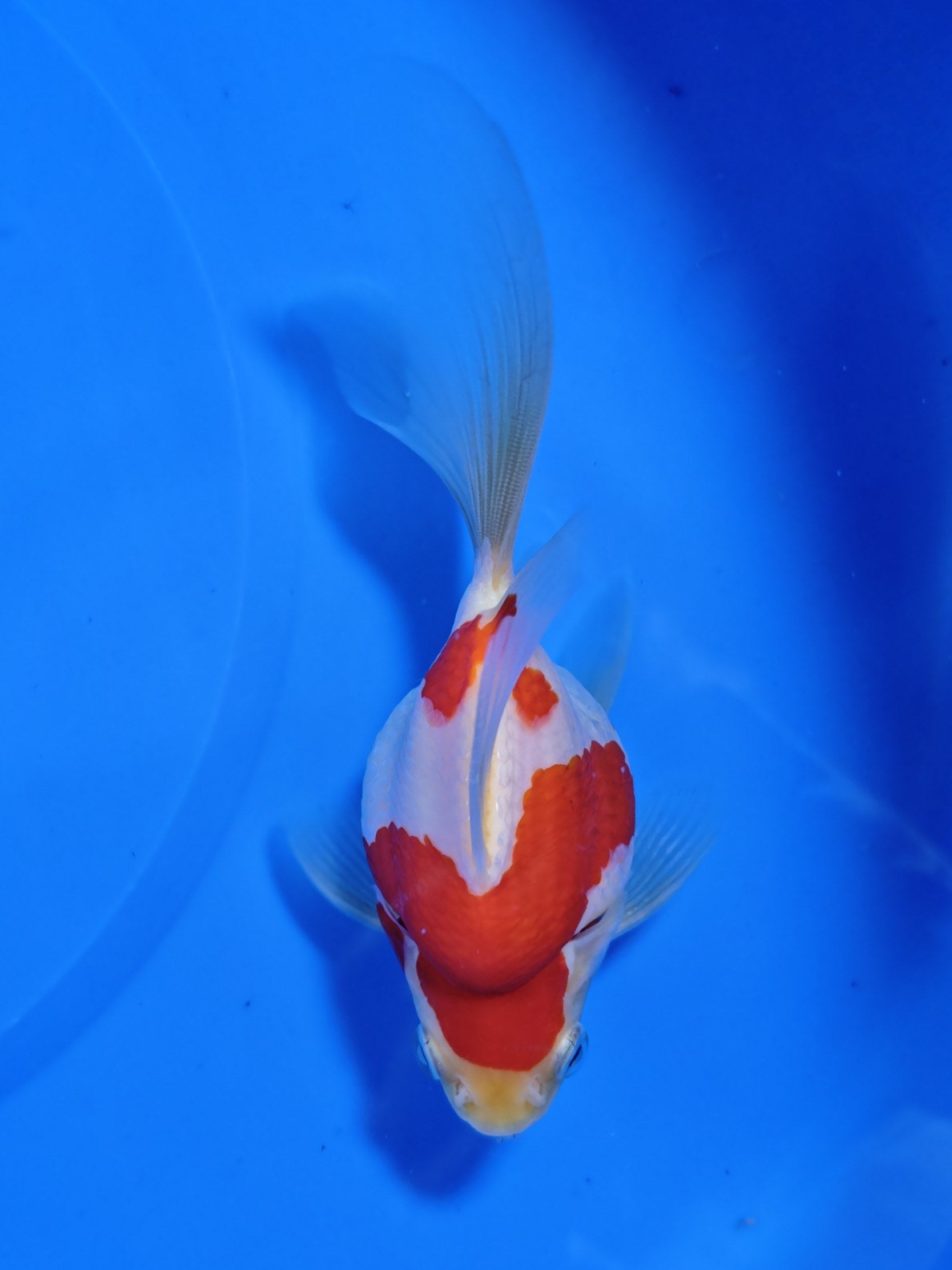 Koi fish for sale — 15 cm Kaneko Tamasaba at ChampKoi