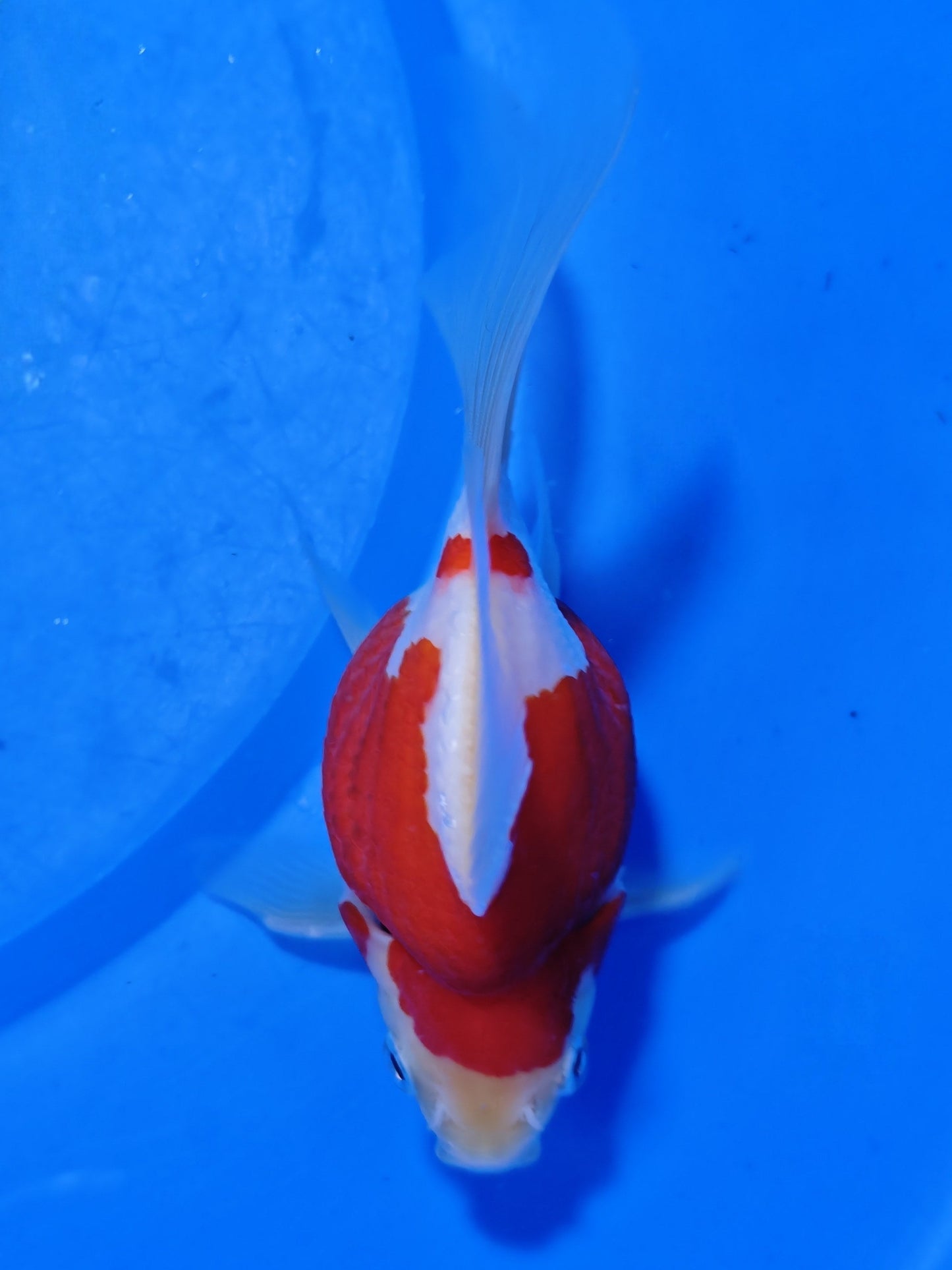 Koi fish for sale — 15 cm Kaneko Tamasaba at ChampKoi