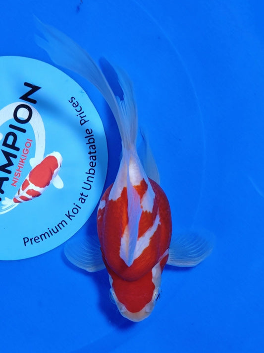 Koi fish for sale — 15 cm Kaneko Tamasaba at ChampKoi
