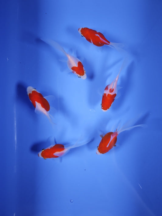 Koi fish for sale — 3 cm Kaneko Tamasaba at ChampKoi