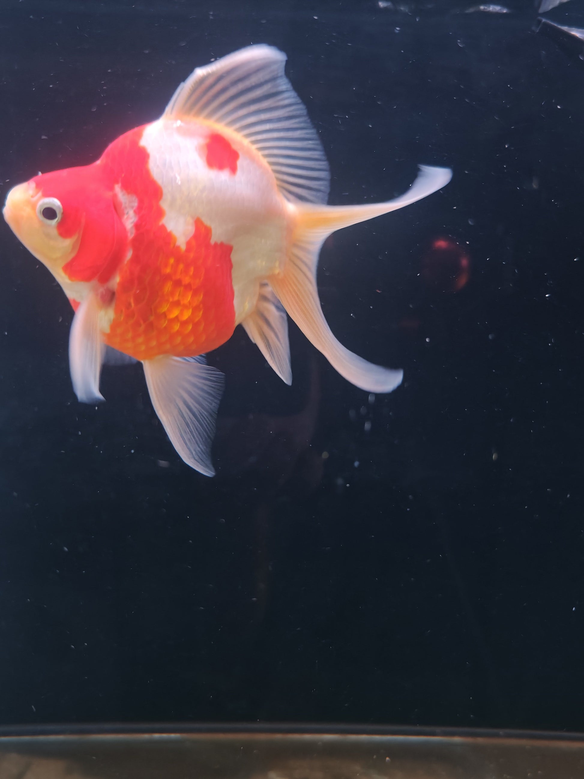 Kaneko Tamasaba goldfish for sale — 17 cm at ChampKoi