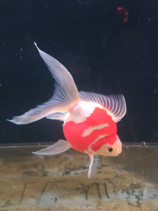 Kaneko Tamasaba goldfish for sale — 17 cm at ChampKoi