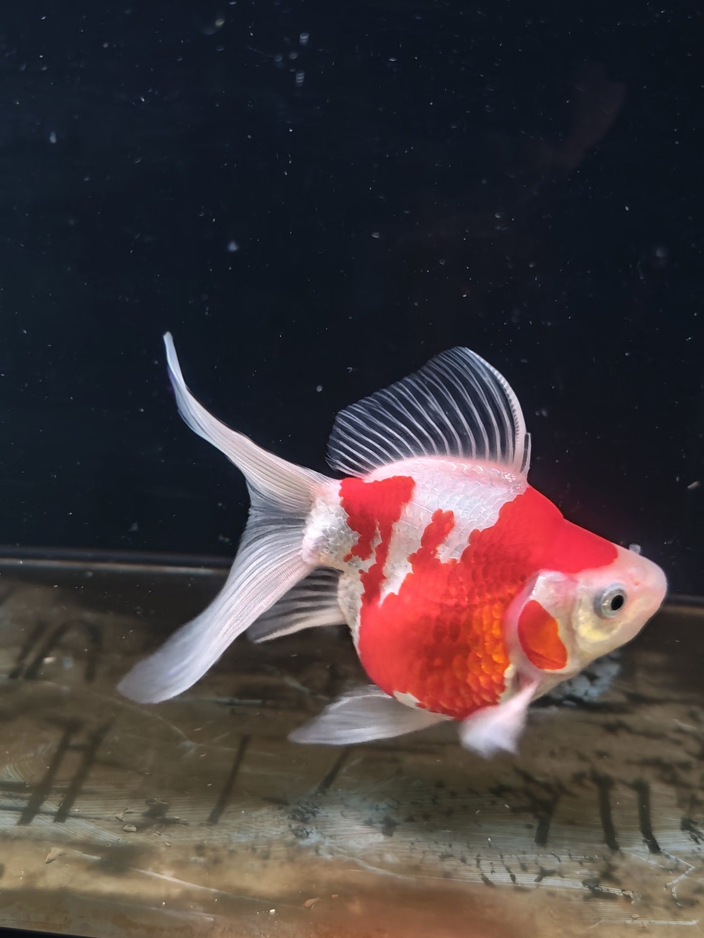 Kaneko Tamasaba goldfish for sale — 17 cm at ChampKoi