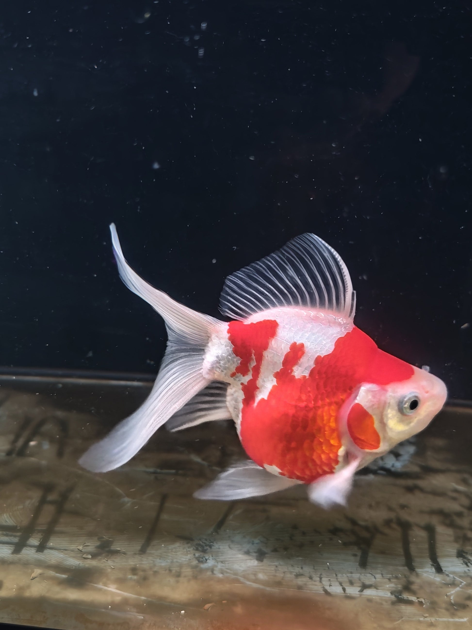 Kaneko Tamasaba goldfish for sale — 17 cm at ChampKoi