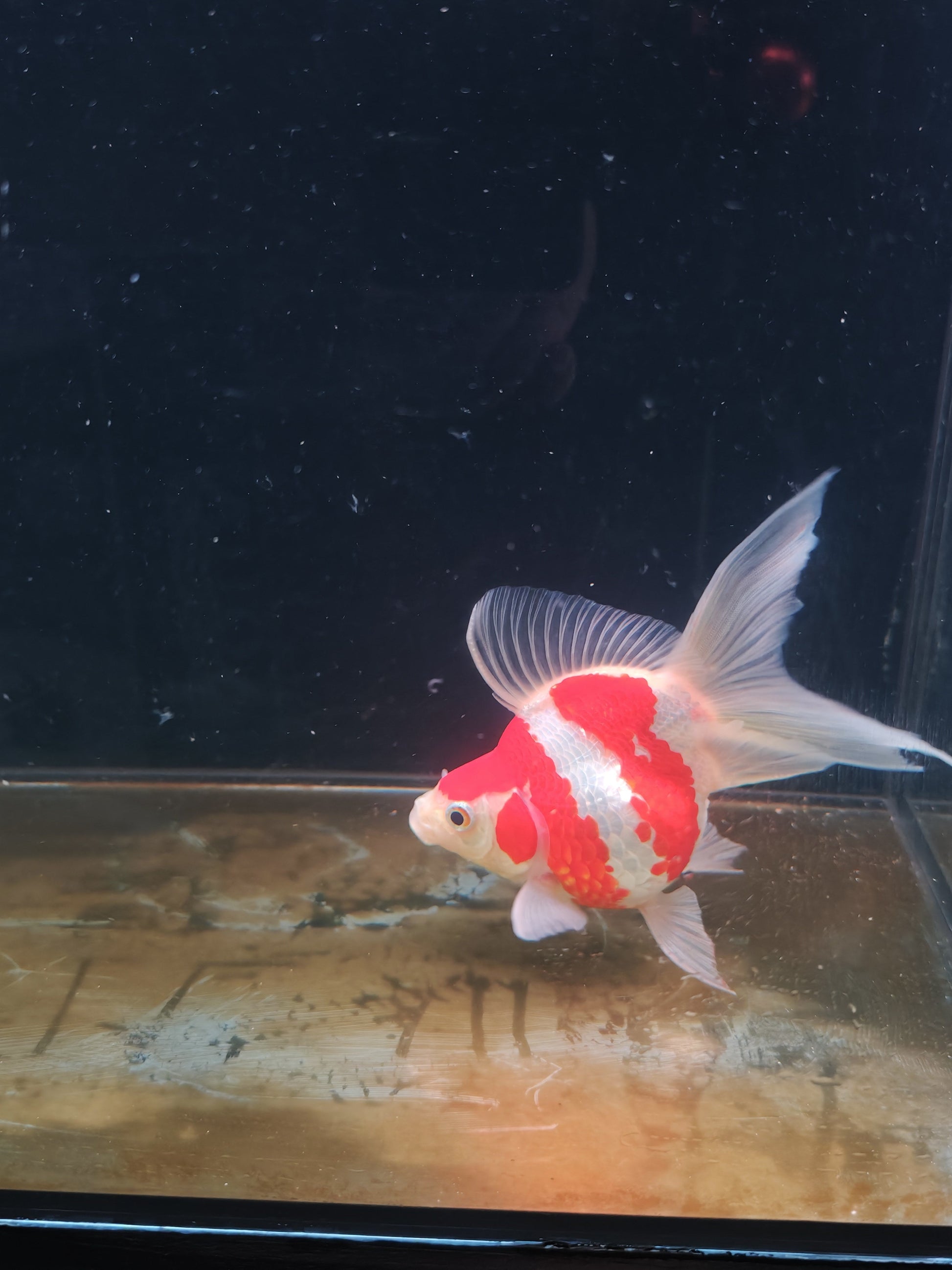 Kaneko Tamasaba goldfish for sale — 17 cm at ChampKoi