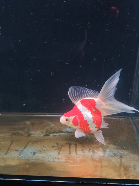 Kaneko Tamasaba goldfish for sale — 17 cm at ChampKoi