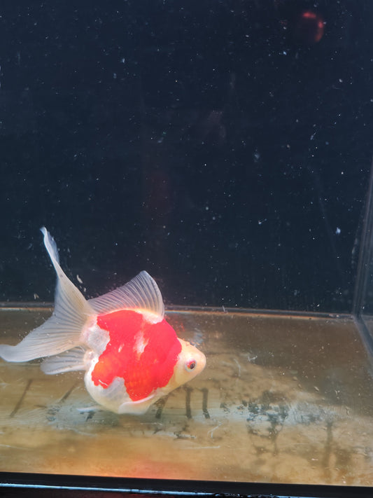 Kaneko Tamasaba goldfish for sale — 17 cm at ChampKoi