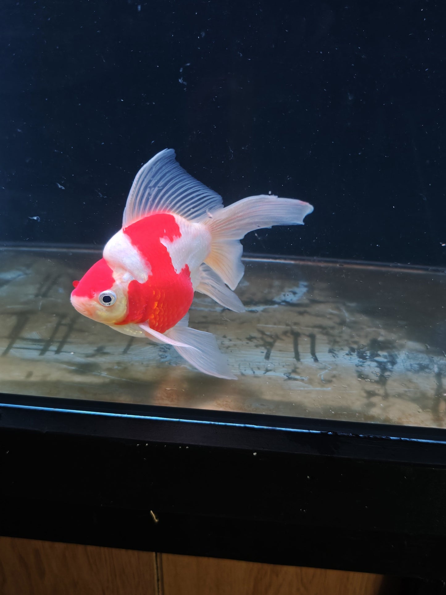 Kaneko Tamasaba goldfish for sale — 17 cm at ChampKoi