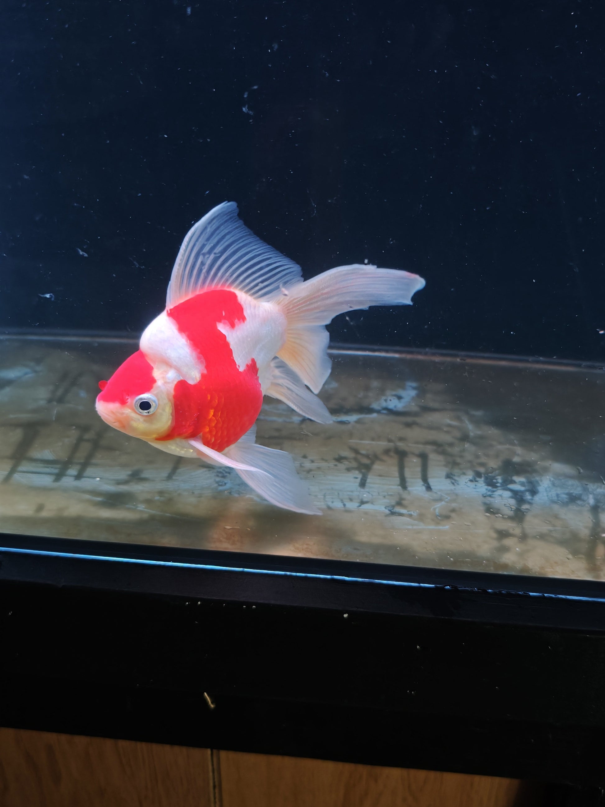 Kaneko Tamasaba goldfish for sale — 17 cm at ChampKoi