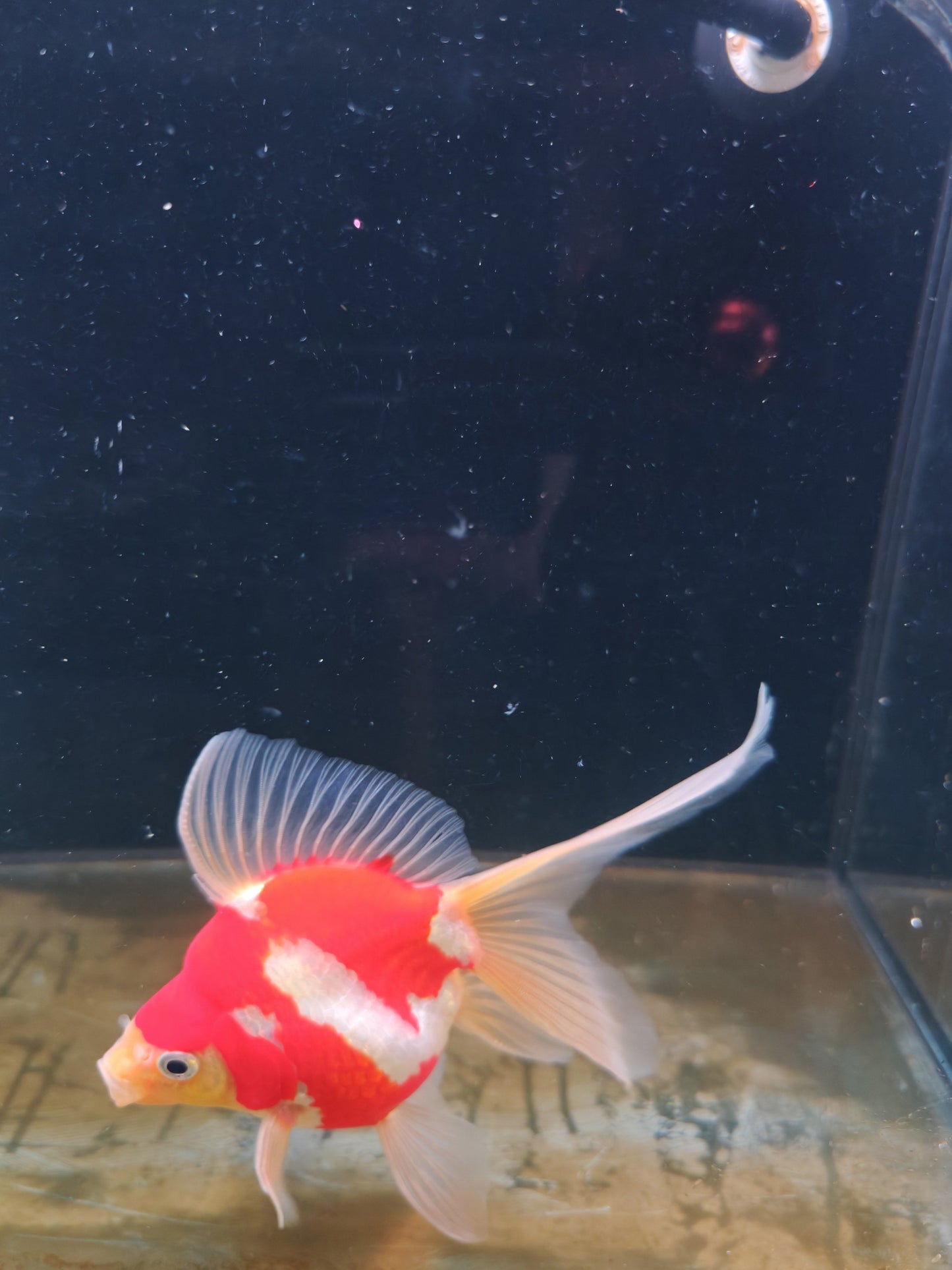 Kaneko Tamasaba goldfish for sale — 17 cm at ChampKoi