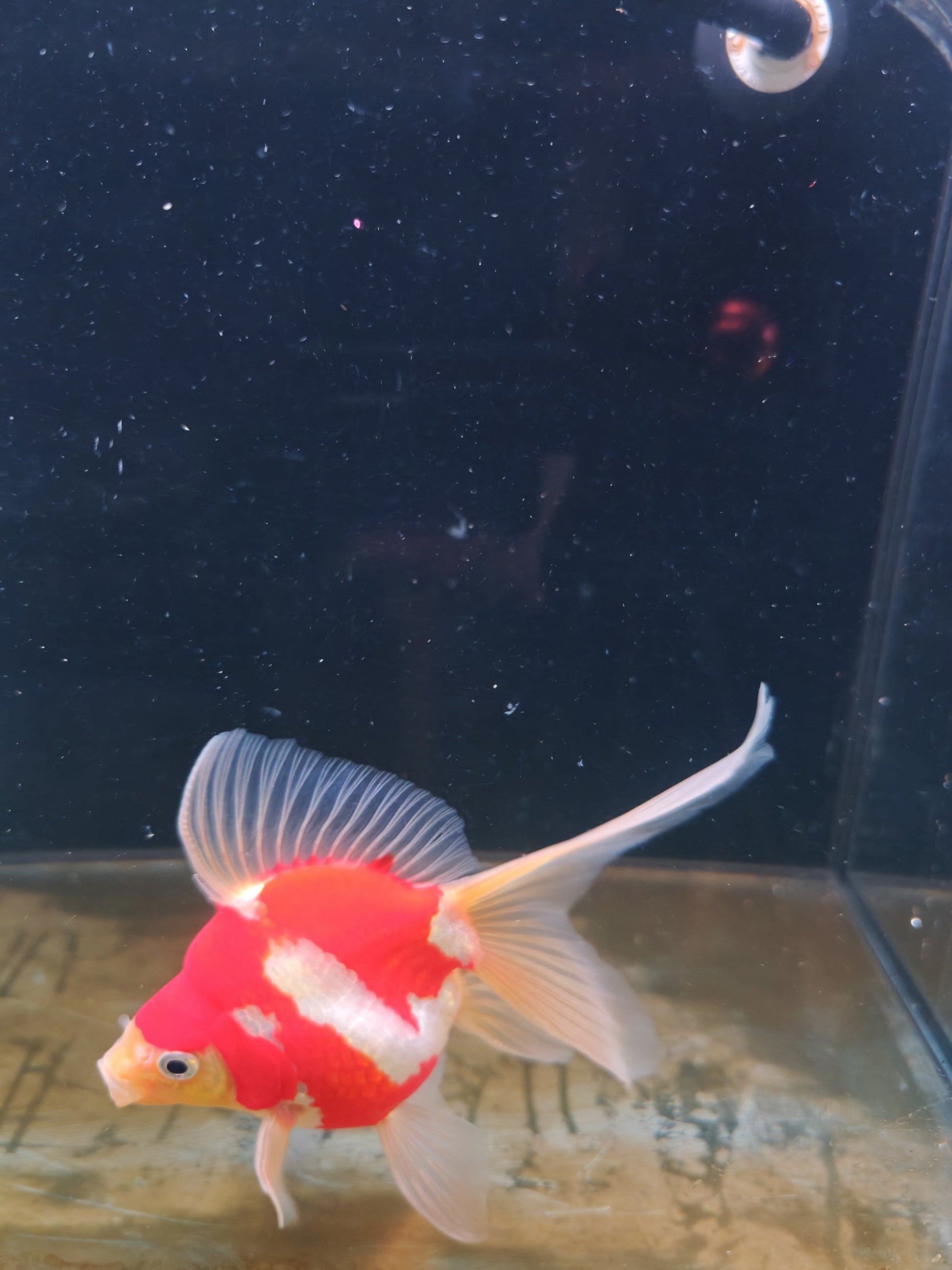 Kaneko Tamasaba goldfish for sale — 17 cm at ChampKoi