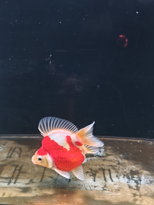 Kaneko Tamasaba goldfish for sale — 15 cm at ChampKoi