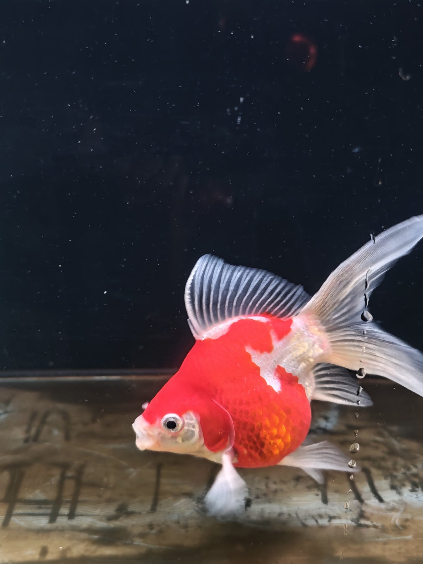 Kaneko Tamasaba goldfish for sale — 17 cm at ChampKoi