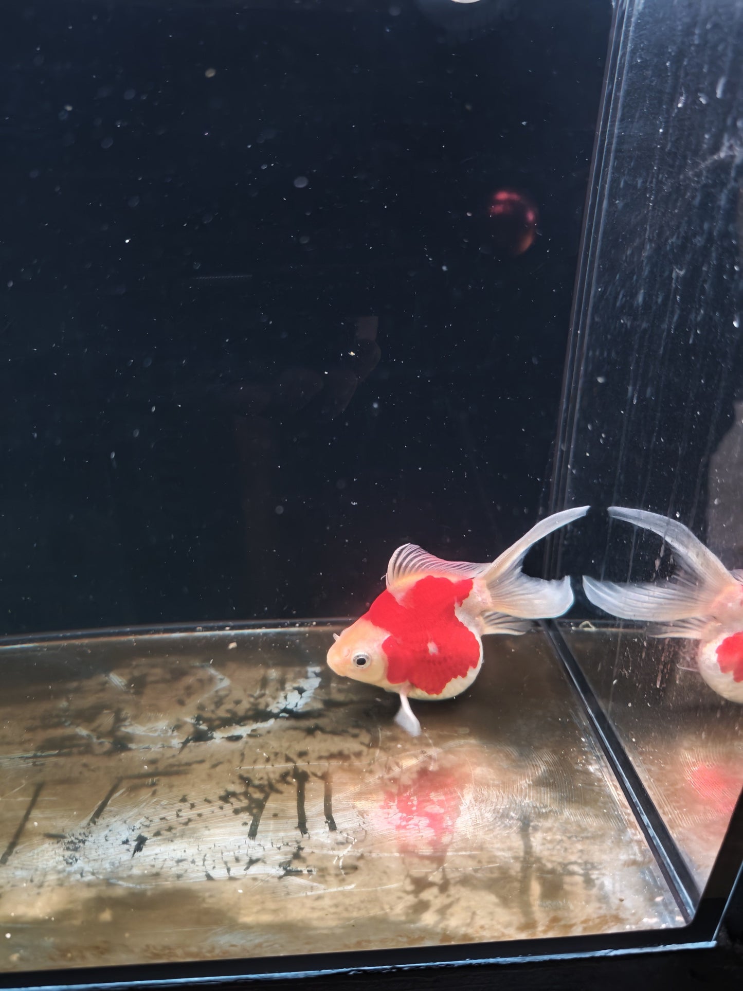 Kaneko Tamasaba goldfish for sale — 15 cm at ChampKoi