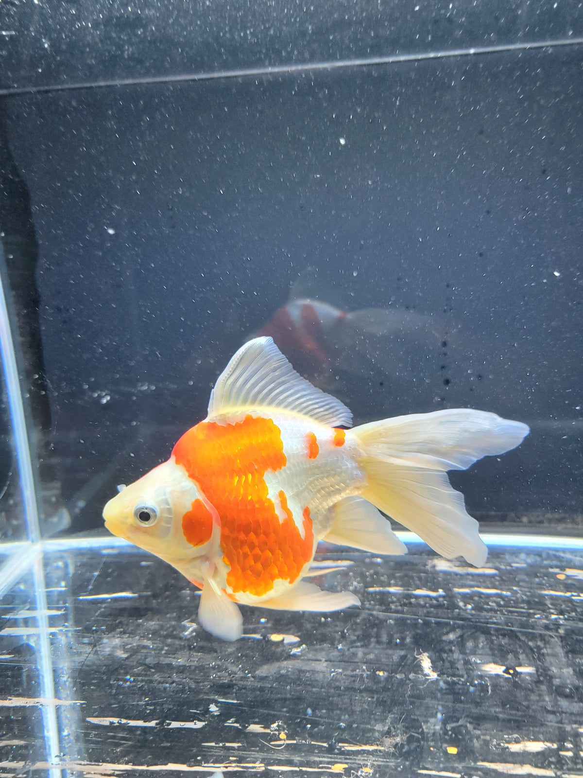 Kaneko Tamasaba goldfish for sale — 15 cm at ChampKoi