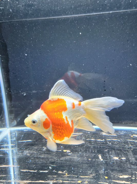Kaneko Tamasaba goldfish for sale — 15 cm at ChampKoi