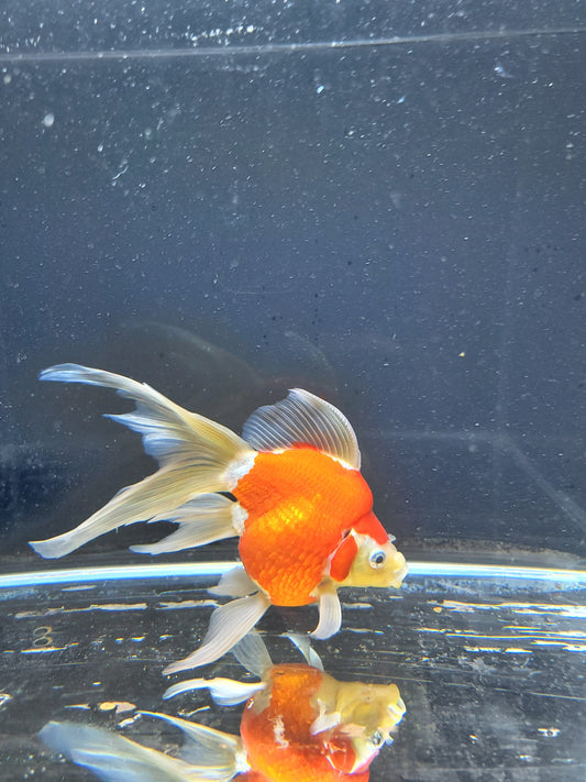Kaneko Tamasaba goldfish for sale — 15 cm at ChampKoi