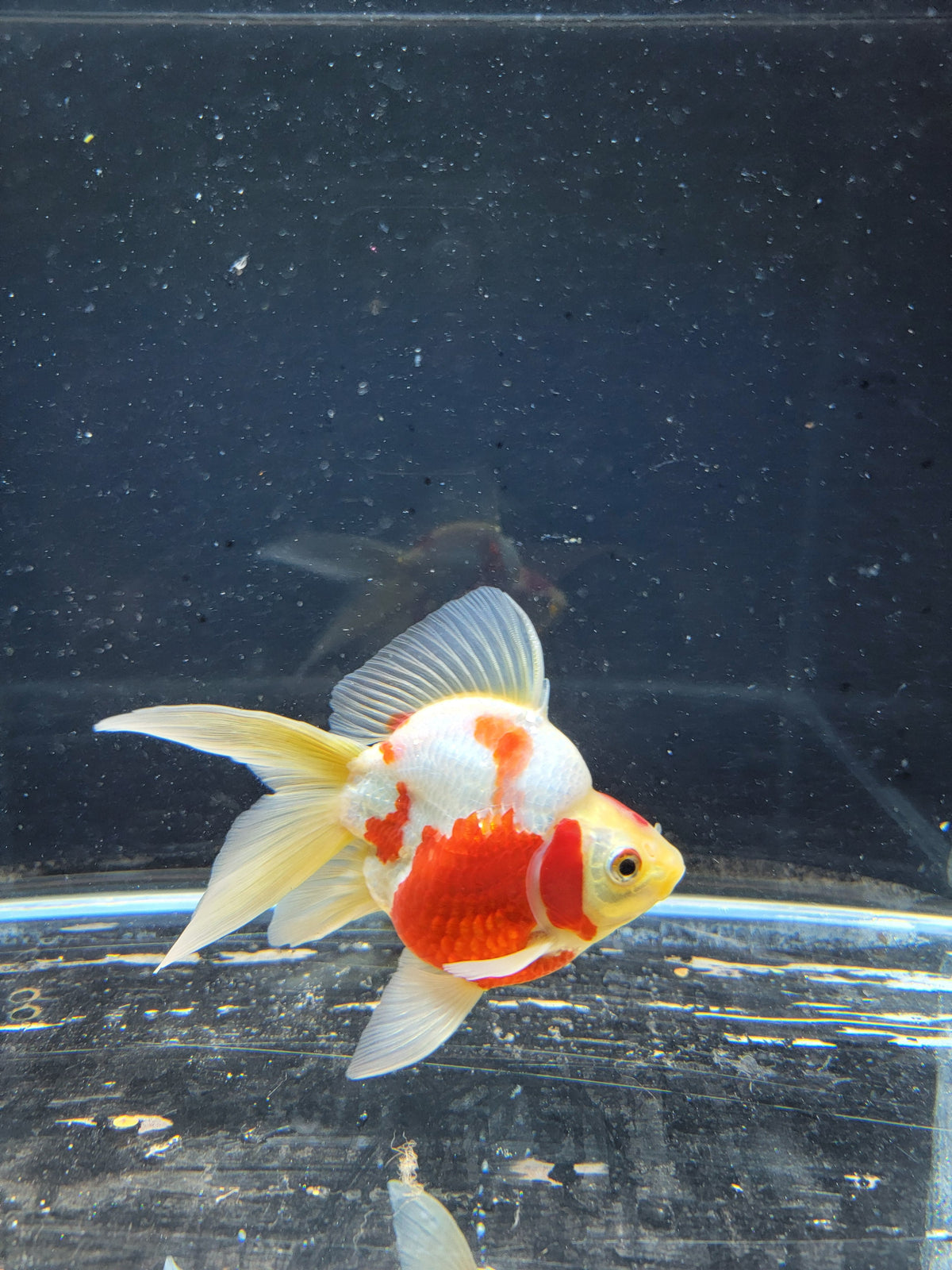 Kaneko Tamasaba goldfish for sale — 15 cm at ChampKoi
