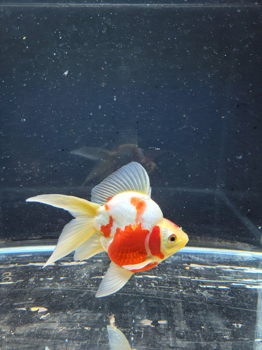 Kaneko Tamasaba goldfish for sale — 15 cm at ChampKoi