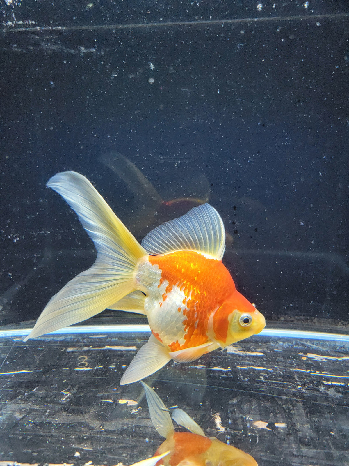 Kaneko Tamasaba goldfish for sale — 15 cm at ChampKoi