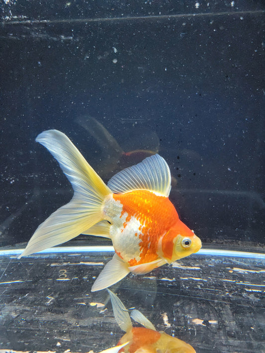 Kaneko Tamasaba goldfish for sale — 15 cm at ChampKoi