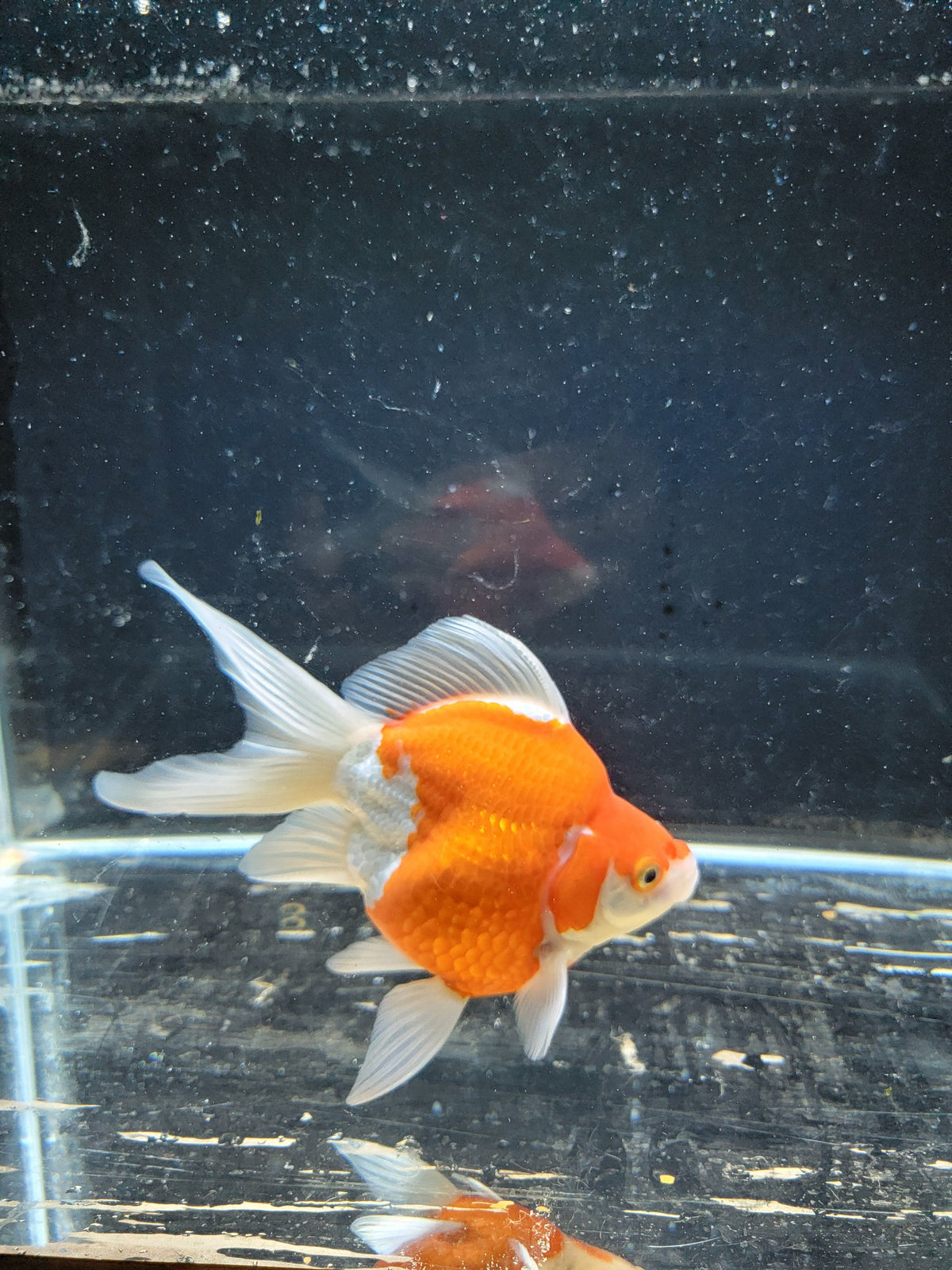 Kaneko Tamasaba goldfish for sale — 15 cm at ChampKoi