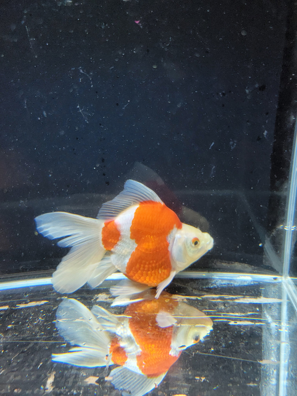 Kaneko Tamasaba goldfish for sale — 15 cm at ChampKoi
