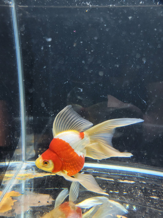 Kaneko Tamasaba goldfish for sale — 15 cm at ChampKoi