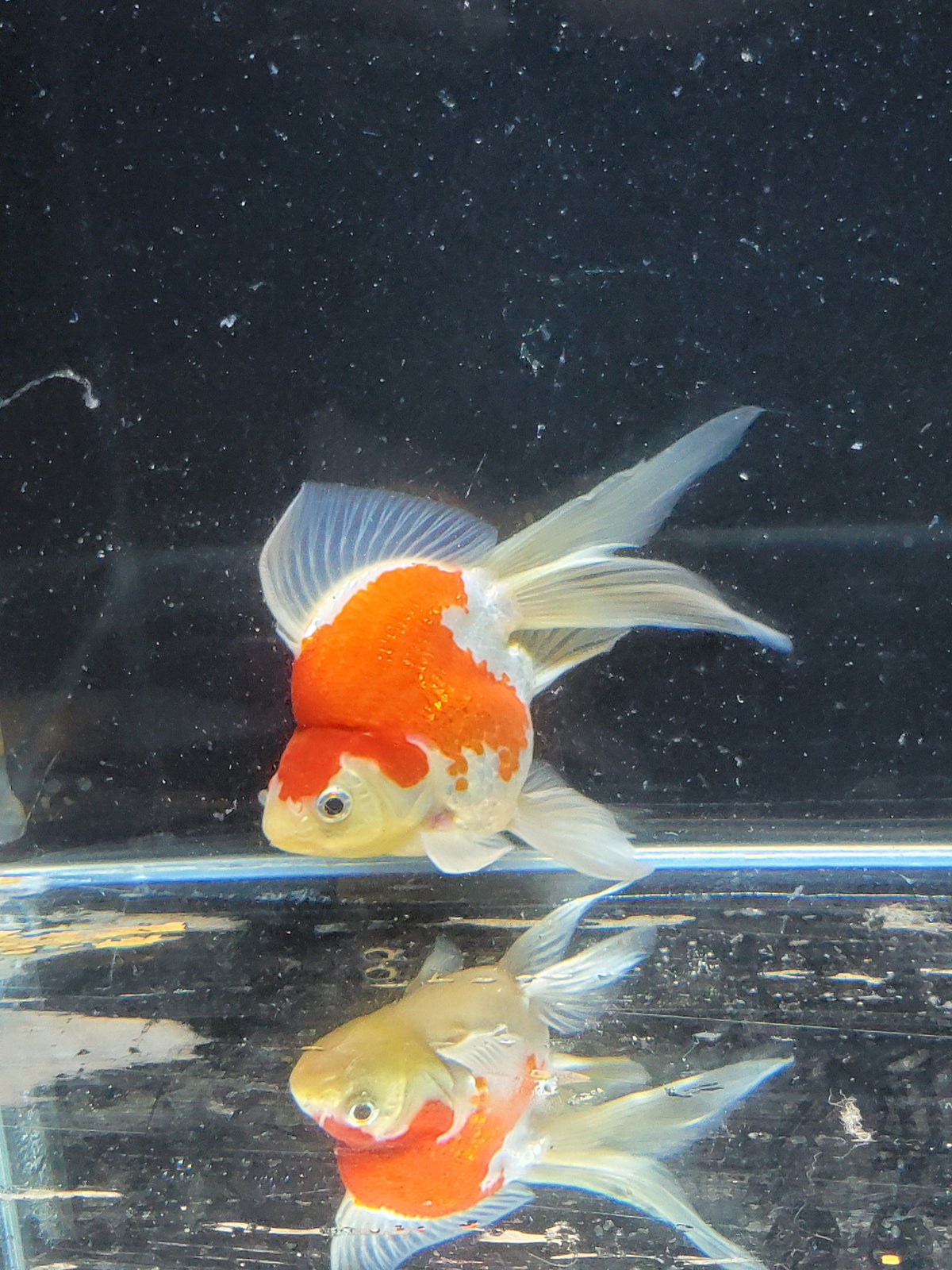 Kaneko Tamasaba goldfish for sale — 15 cm at ChampKoi
