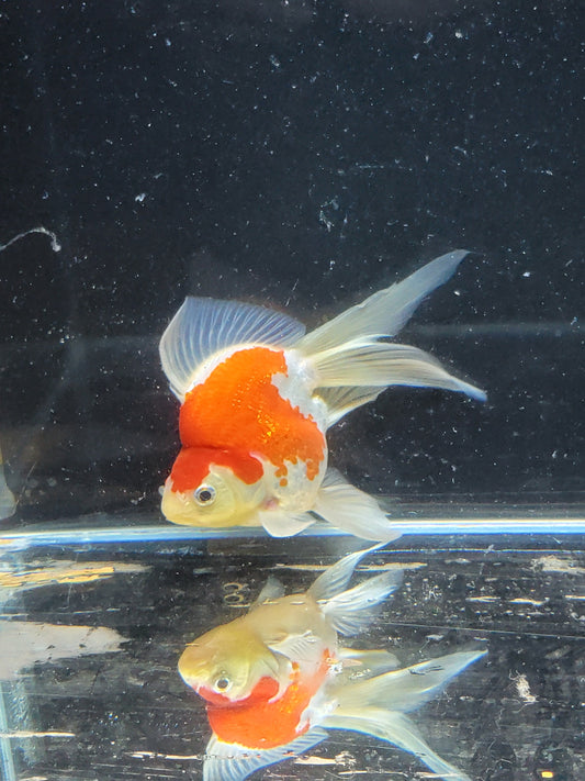 Kaneko Tamasaba goldfish for sale — 15 cm at ChampKoi