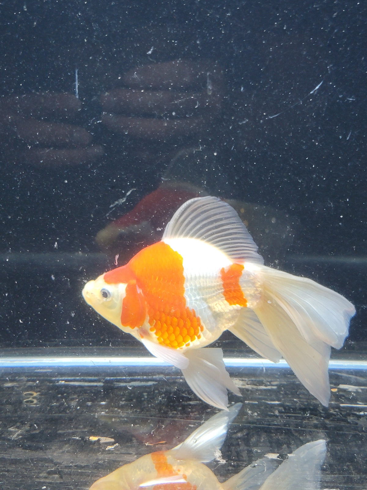 Kaneko Tamasaba goldfish for sale — 15 cm at ChampKoi