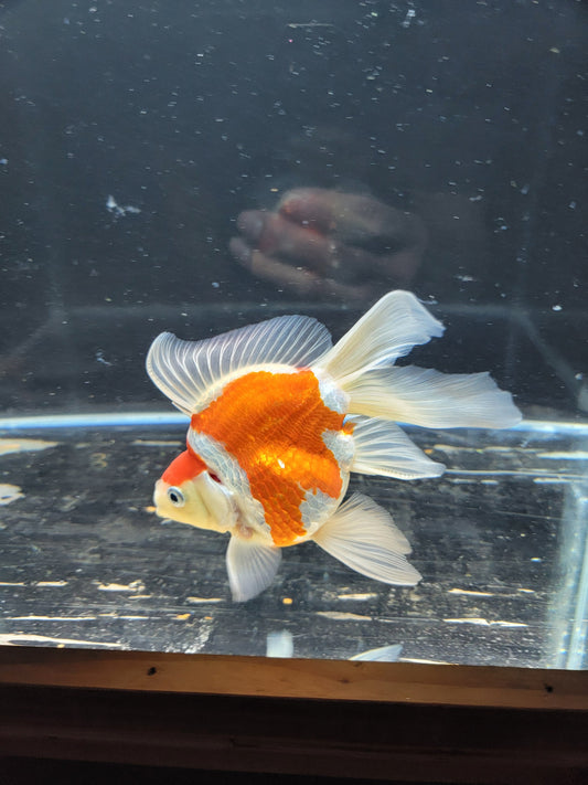 Kaneko Tamasaba goldfish for sale — 15 cm at ChampKoi