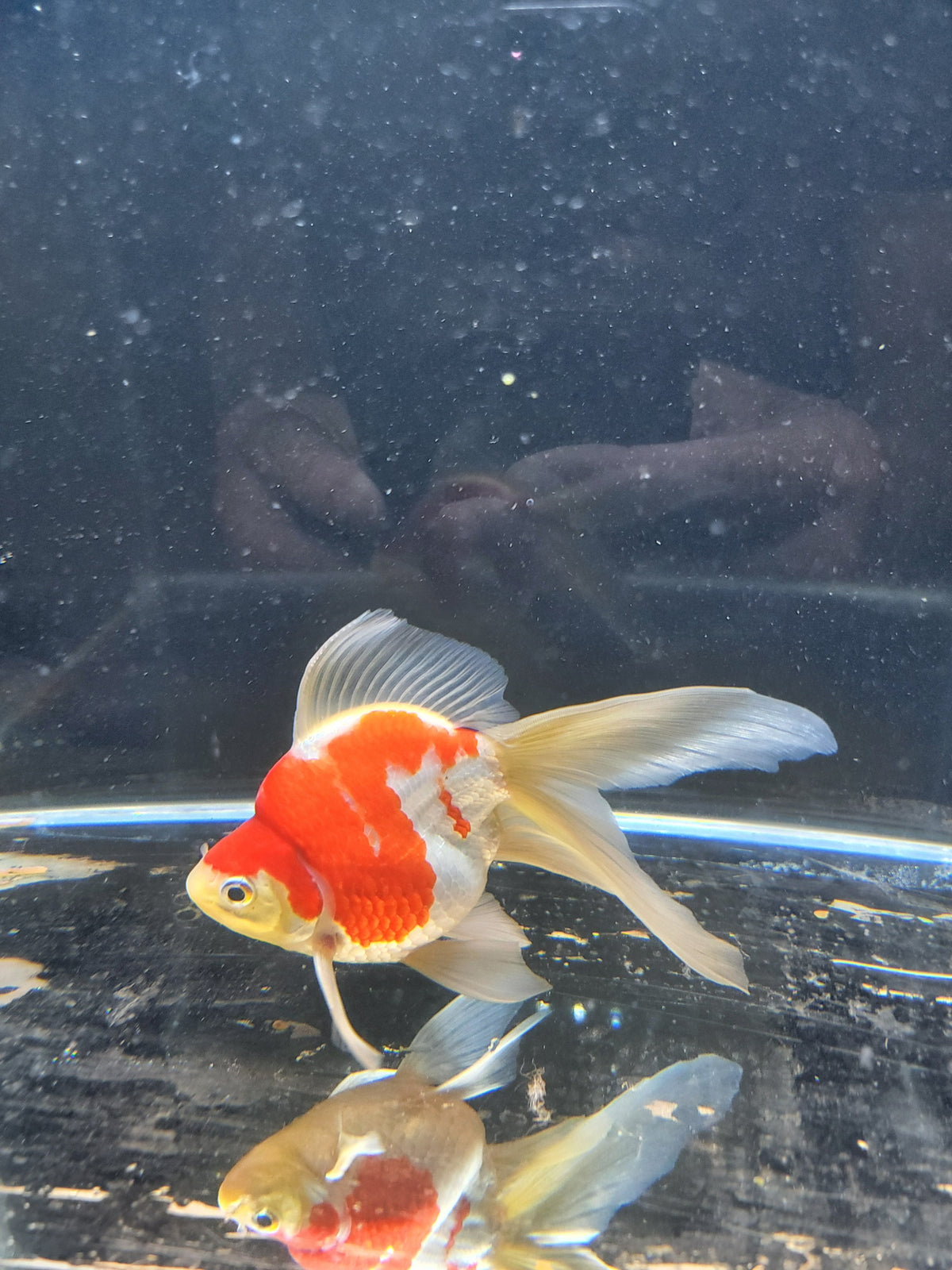 Kaneko Tamasaba goldfish for sale — 15 cm at ChampKoi
