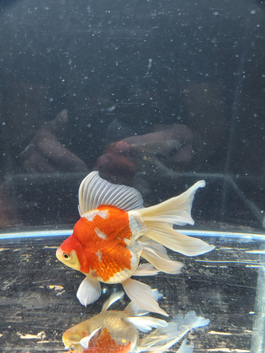 Kaneko Tamasaba goldfish for sale — 15 cm at ChampKoi