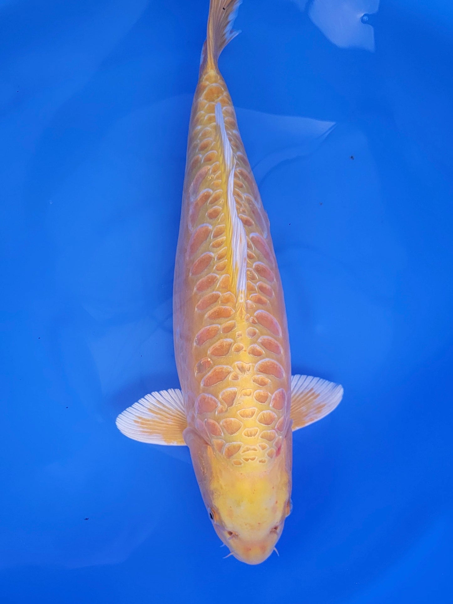 Koi fish for sale — 53 cm Marusei Aragoka Yamabuki Ogon at ChampKoi