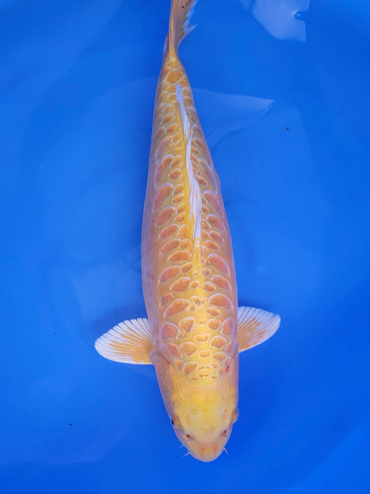 Koi fish for sale — 53 cm Marusei Aragoka Yamabuki Ogon at ChampKoi