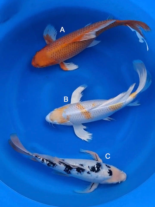 Koi fish for sale — 45-50 cm Suda Orenge Ogon Longfin at ChampKoi