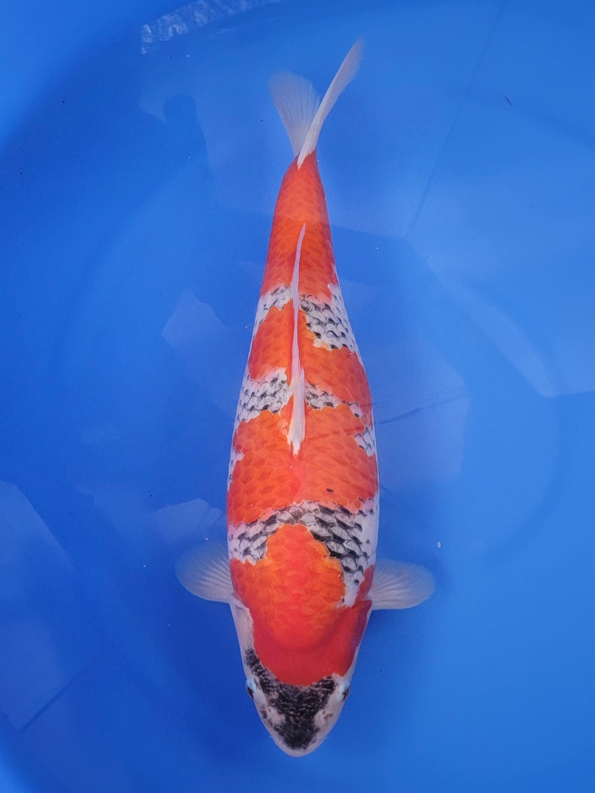 Ozumi Ikarashi Goshiki koi for sale — 51 cm at ChampKoi