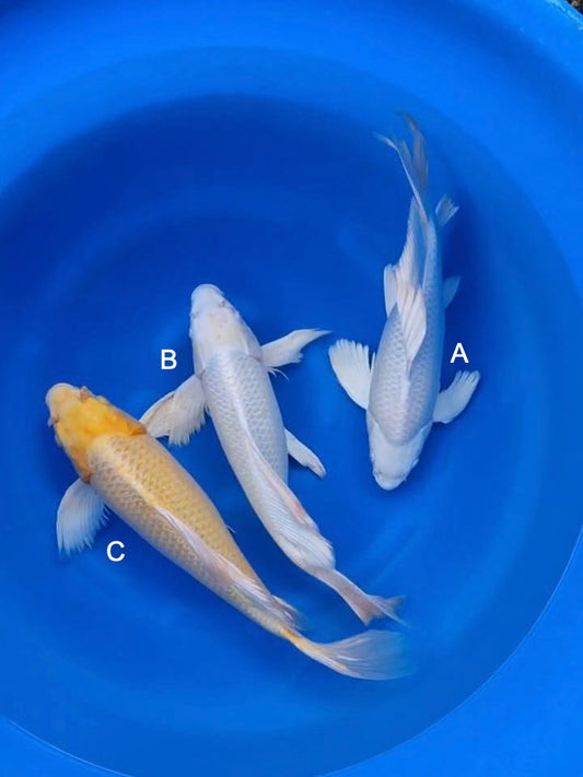 Koi fish for sale — 45-50 cm Suda Platinum Ogon Longfin at ChampKoi