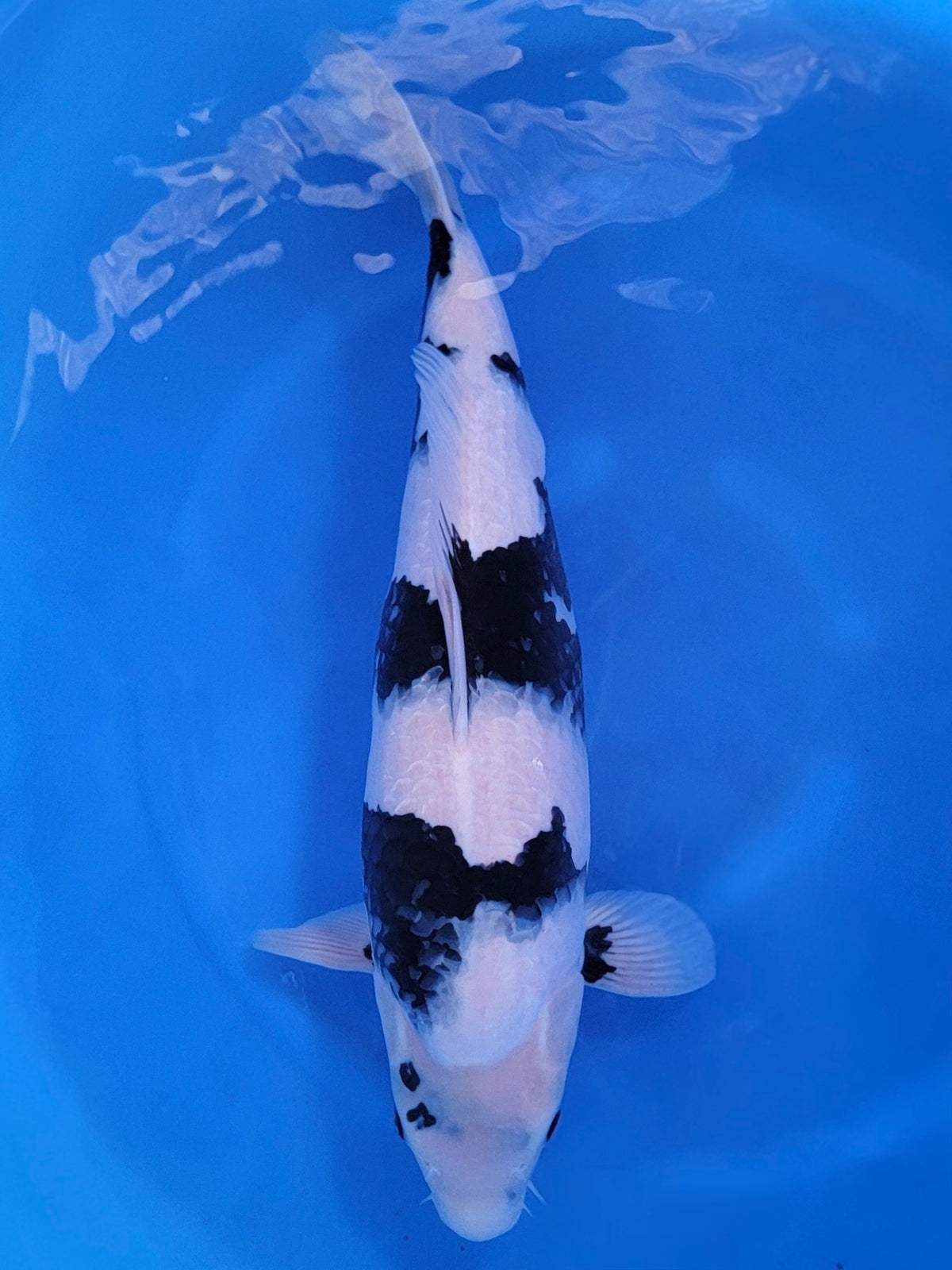 Ogata Shiro Utsuri koi for sale — 50 cm at ChampKoi