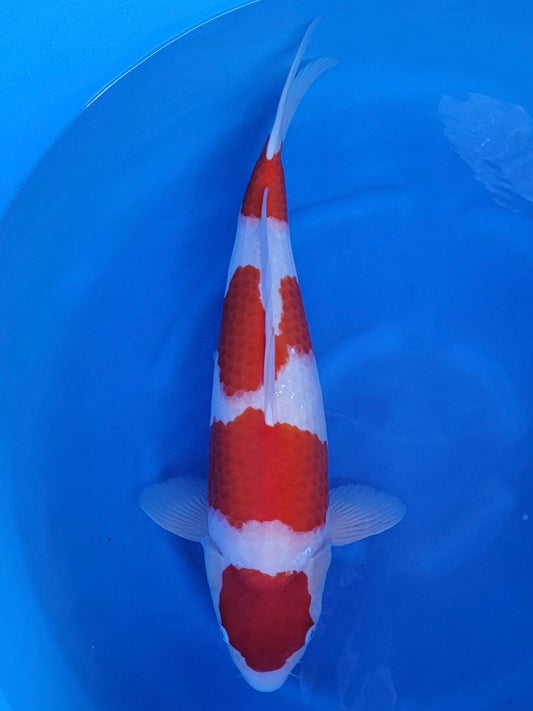Ogata Kohaku koi for sale — 50 cm at ChampKoi