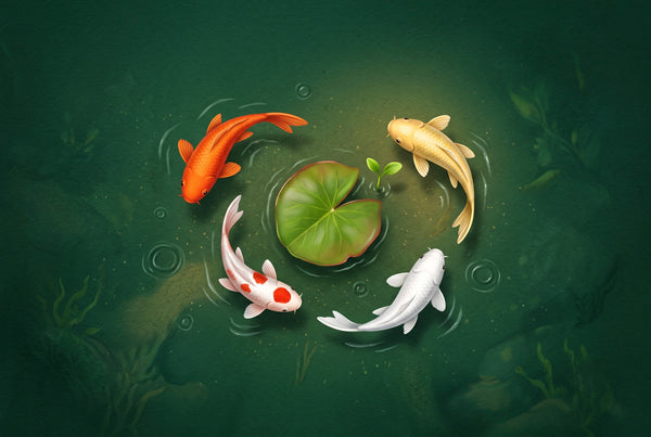 New to koi