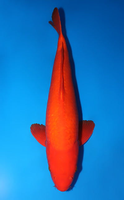 Benigoi - image 1