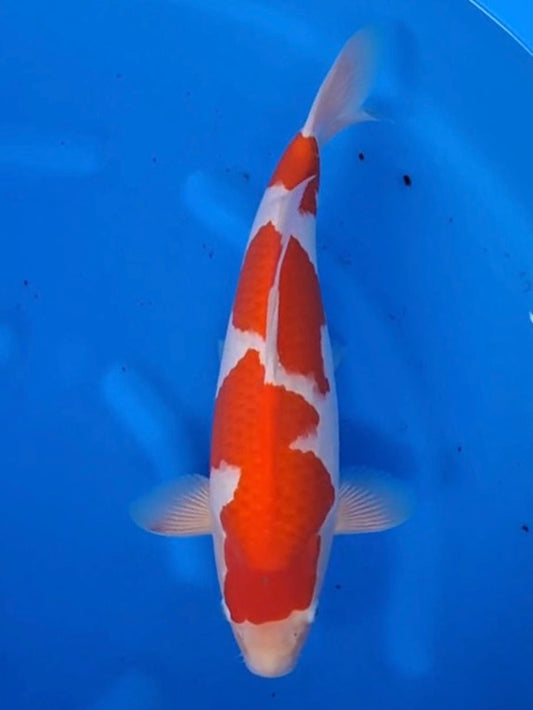 Koi fish for sale — 44 cm Hoshikin Kohaku at ChampKoi